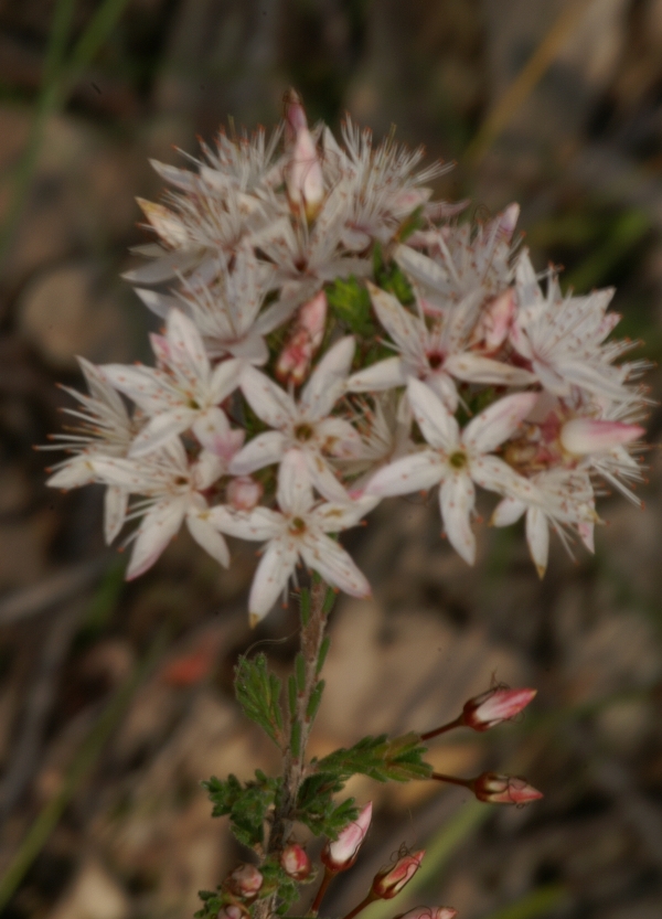 Calytrix tetragona